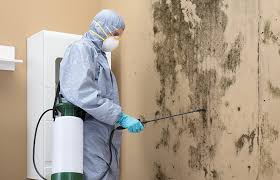 Mold Remediation for Vacation Homes